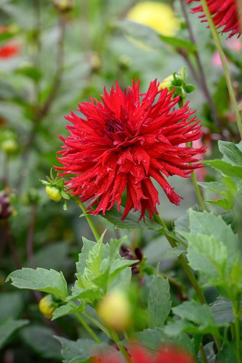 DeVroomen Dahlia Dinner Plate Jaxon Bulbs 1 Pack - Image 3