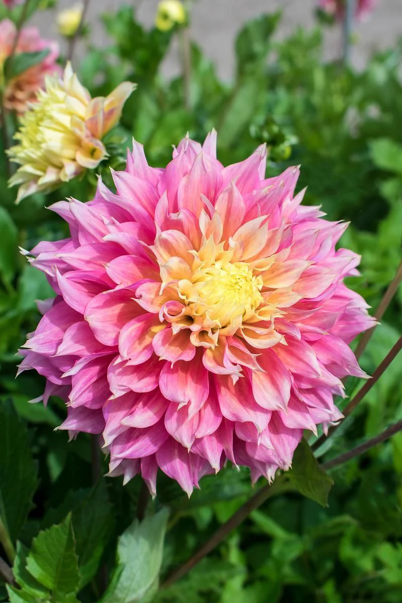 DeVroomen Dahlia Fubuki Kogane 1/pk - Image 2