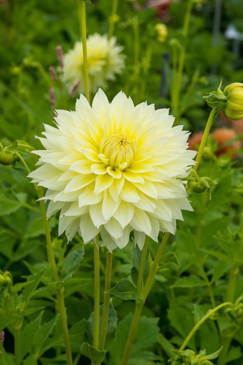 DeVroomen Dahlia Fubuki Canary 1/pk - Image 2
