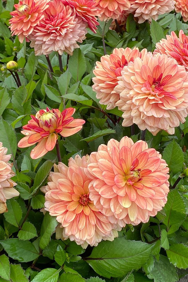 DeVroomen Dahlia Go-Go Orange 1/pk