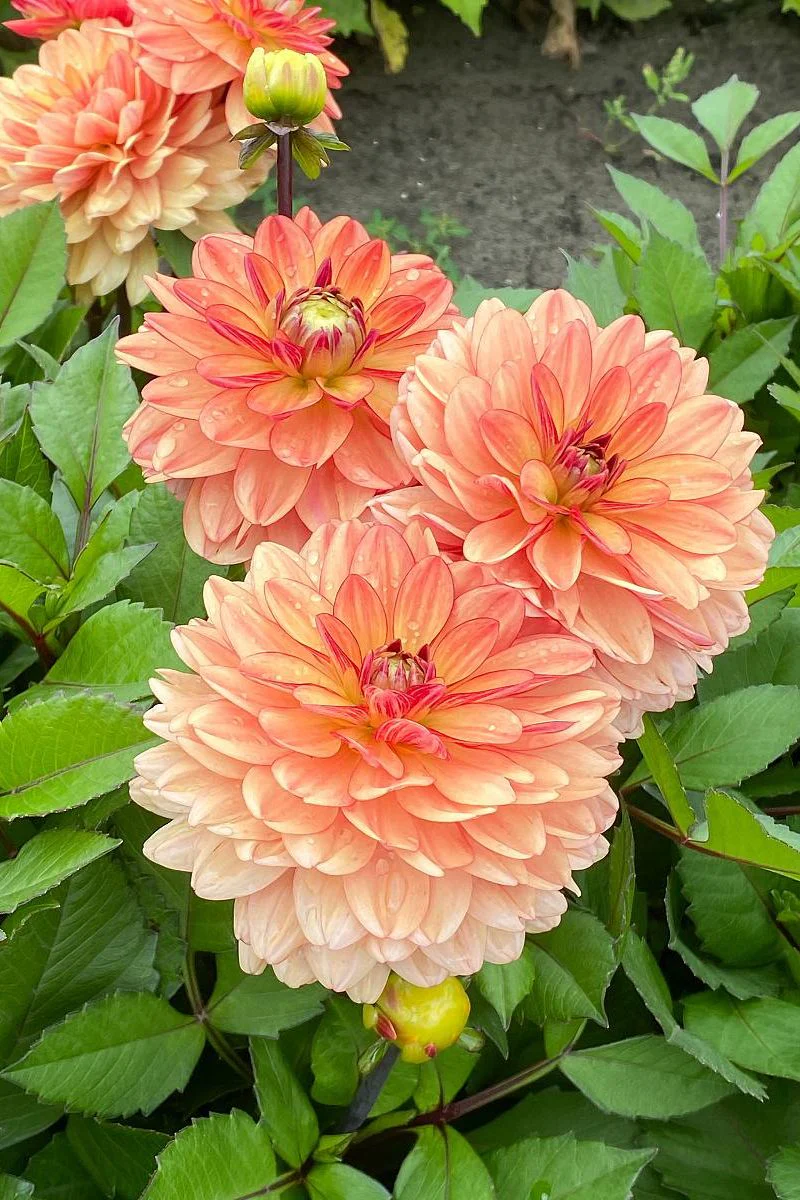 DeVroomen Dahlia Go-Go Orange 1/pk - Image 2
