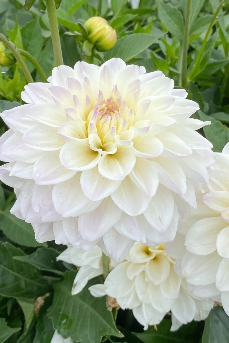 DeVroomen Dahlia Go-Go White Bulbs 1 Pack