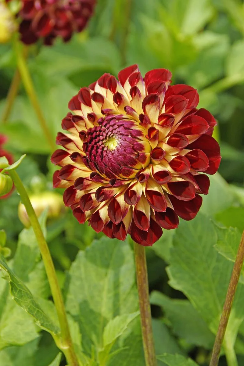 DeVroomen Dahlia Jowey Joshua 1/pk - Image 2