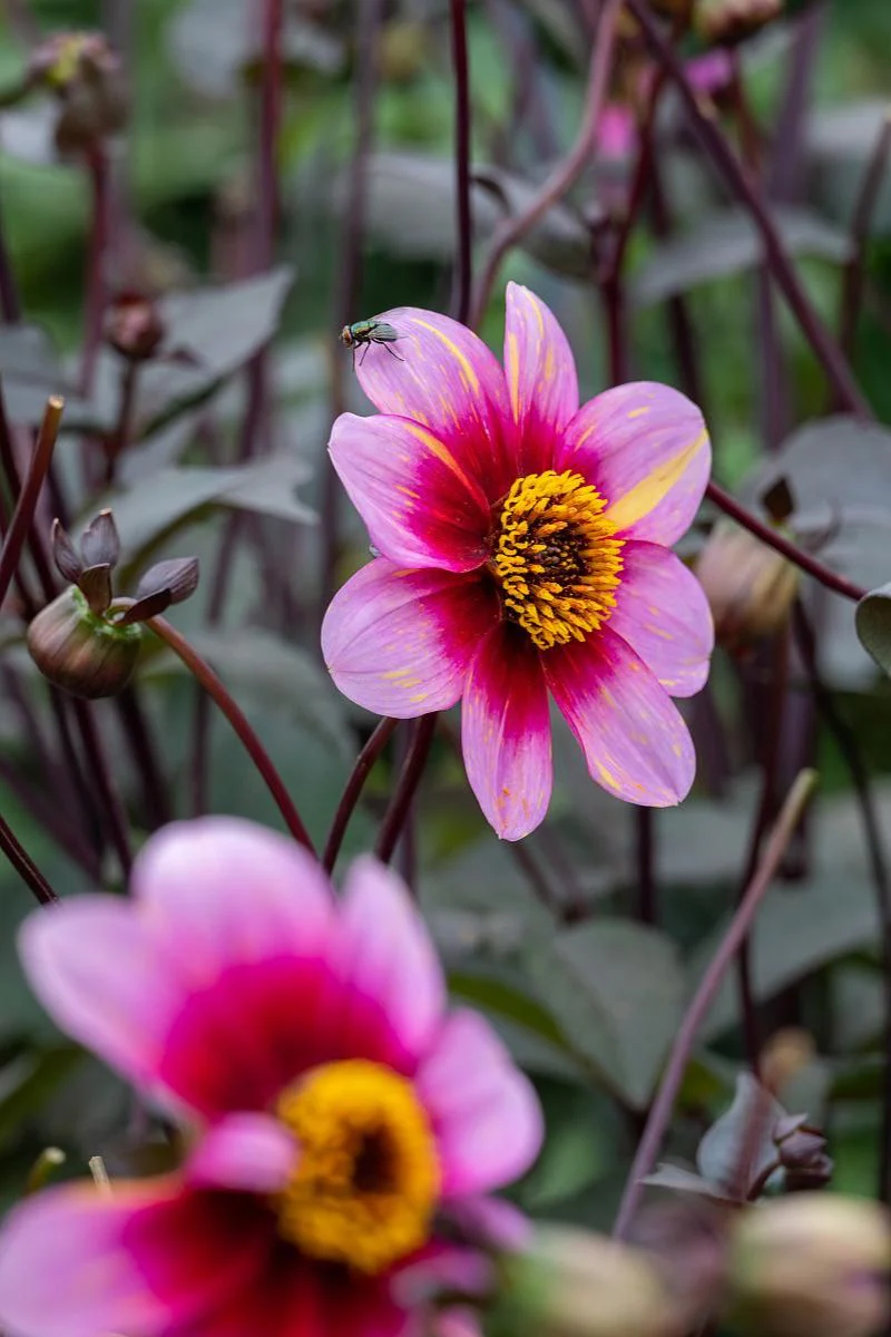 DeVroomen Dahlia Neon Flair 1/pk - Image 2
