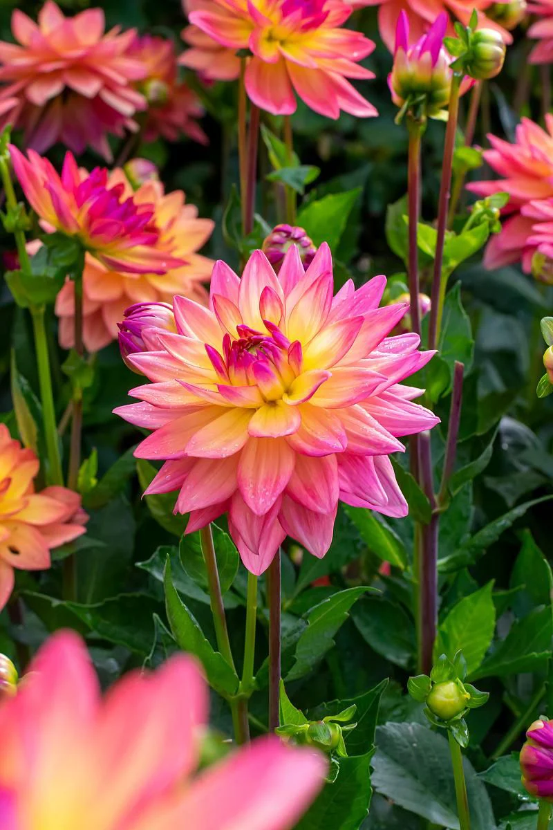 DeVroomen Dahlia Melody Dora 1/pk - Image 2