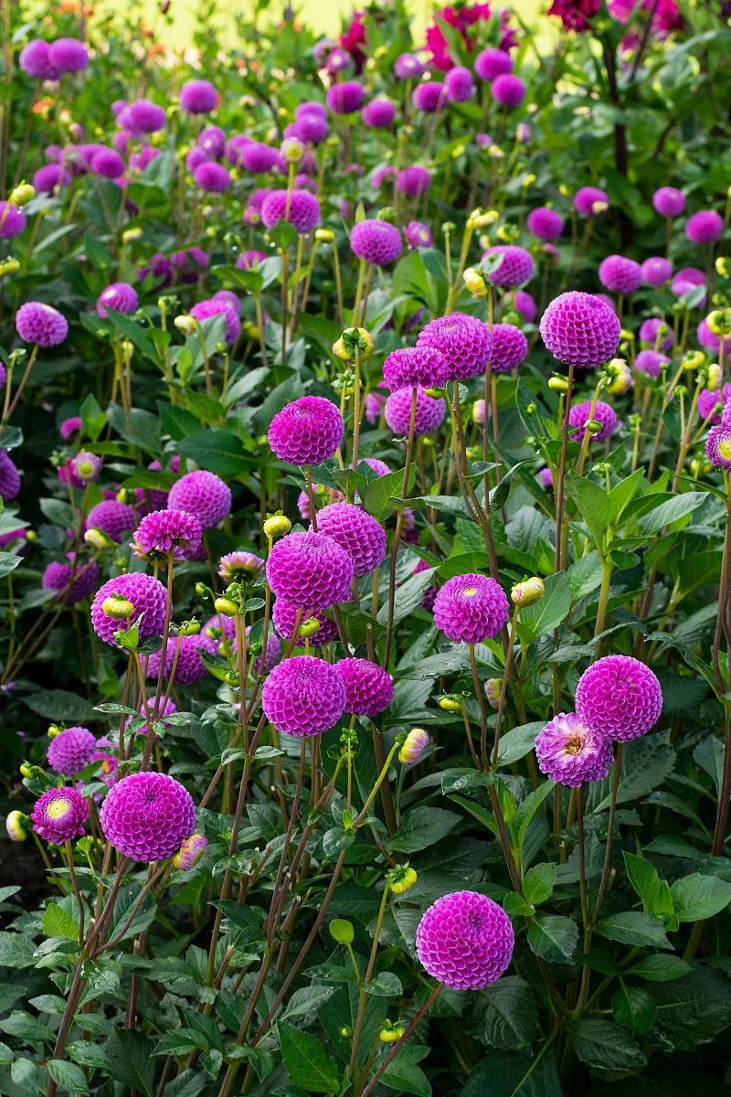 DeVroomen Dahlia Franz Kafka 1/pk