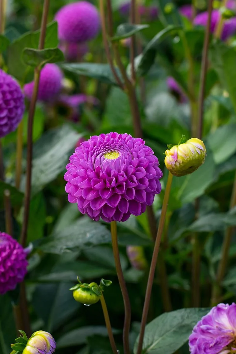 DeVroomen Dahlia Franz Kafka 1/pk - Image 2