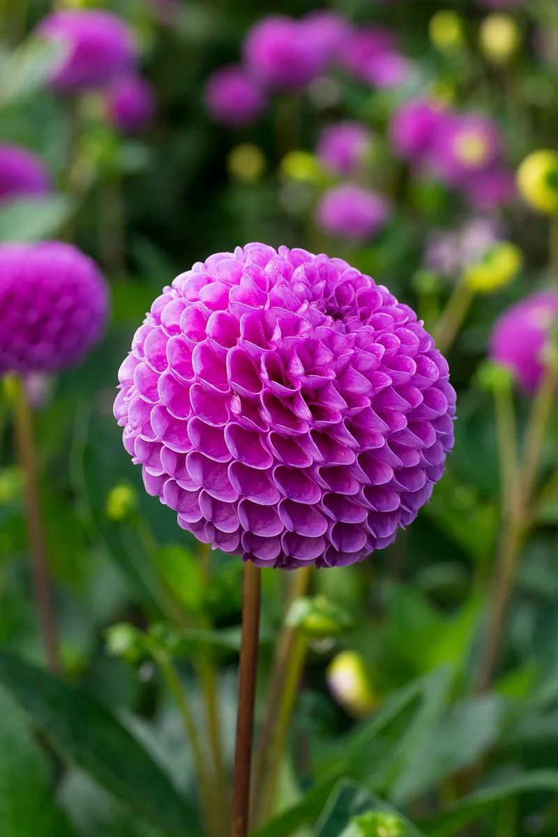 DeVroomen Dahlia Franz Kafka 1/pk - Image 3