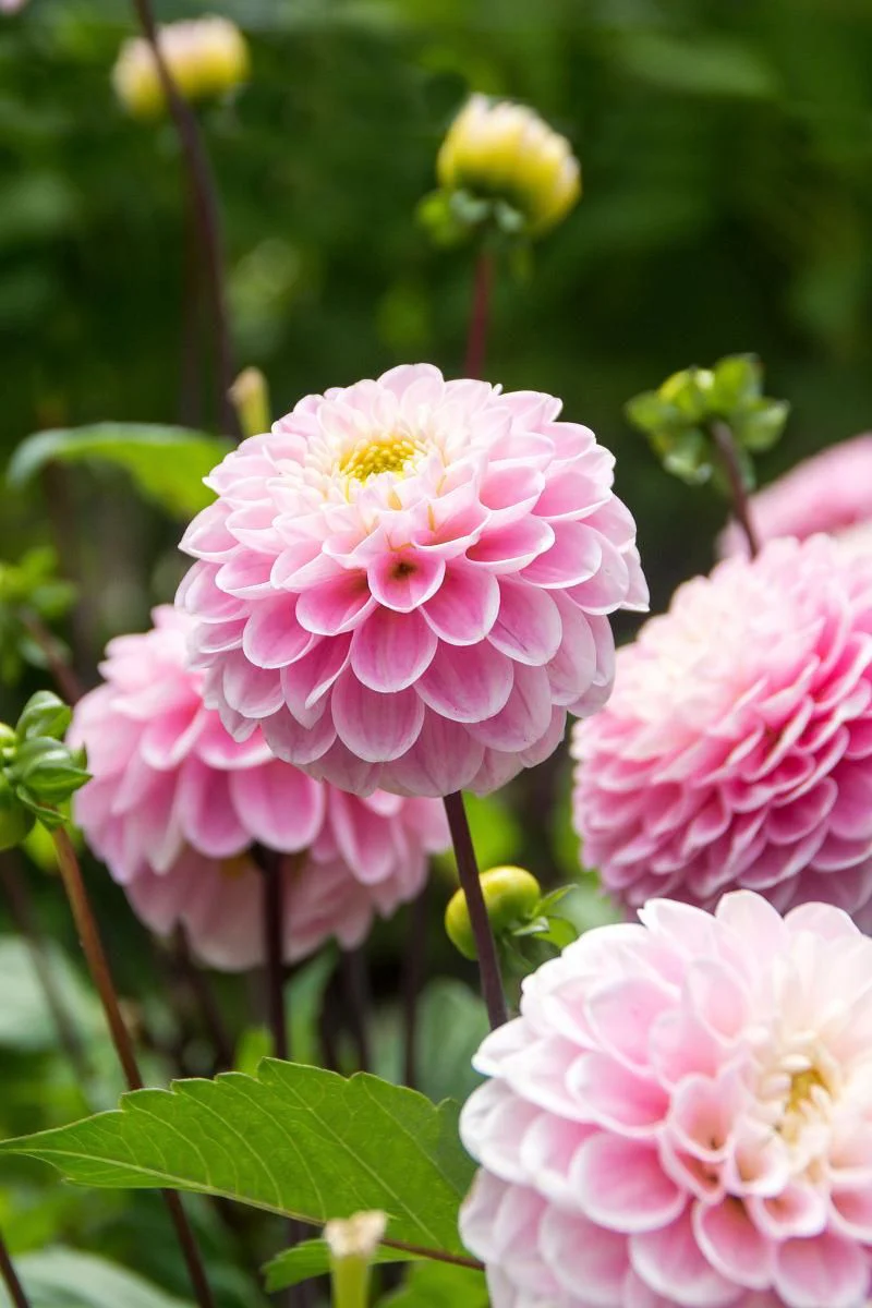 DeVroomen Dahlia Wizard of Oz 1 Pack