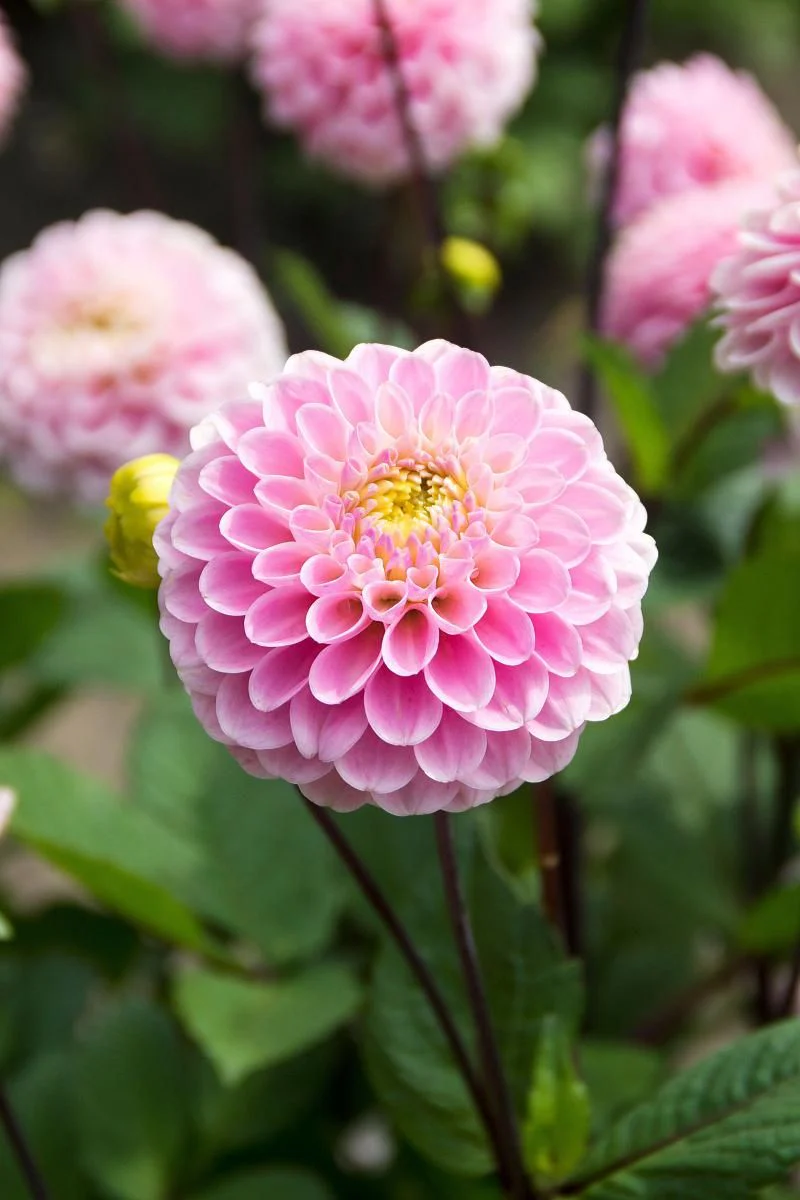DeVroomen Dahlia Wizard of Oz 1 Pack - Image 3