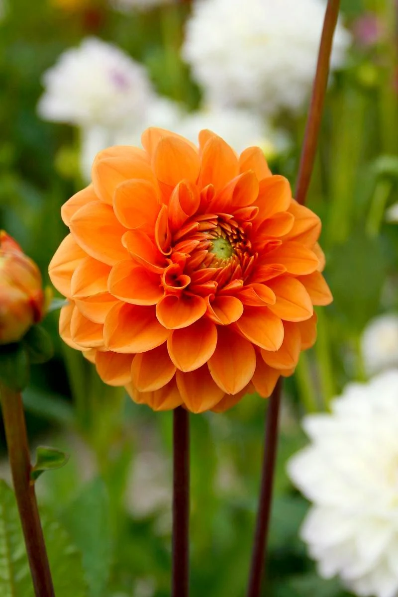 DeVroomen Dahlia Sylvia 1/pk - Image 2