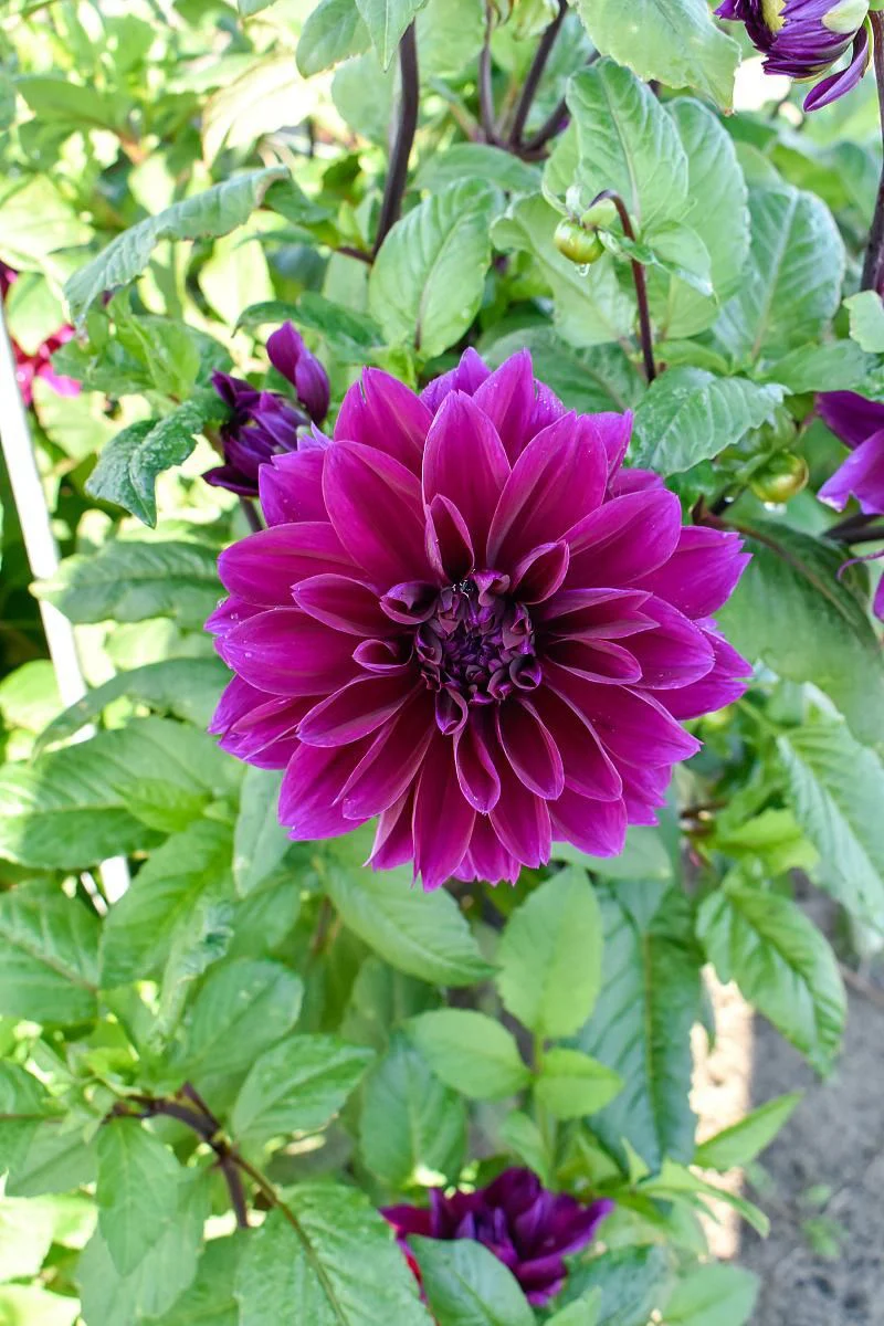 DeVroomen Dahlia Thomas A. Edison 2/pk - Image 2