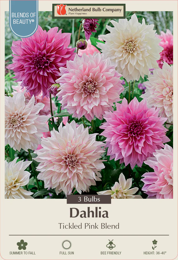 Dahlia Decorative Tickled Pink Blend 3 Pack