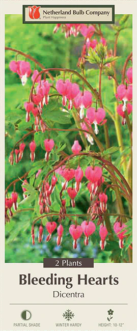 Dicentra Spectabillis Pink 2 Pack