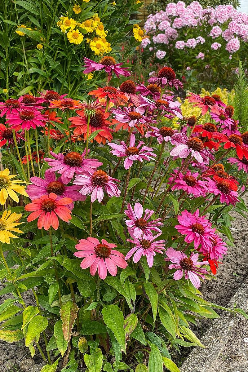 DeVroomen Echinacea Mix 4/pk