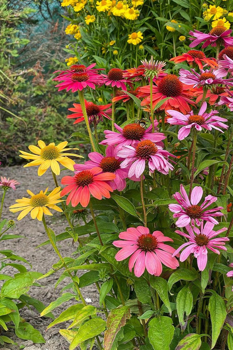 DeVroomen Echinacea Mix 4/pk - Image 2