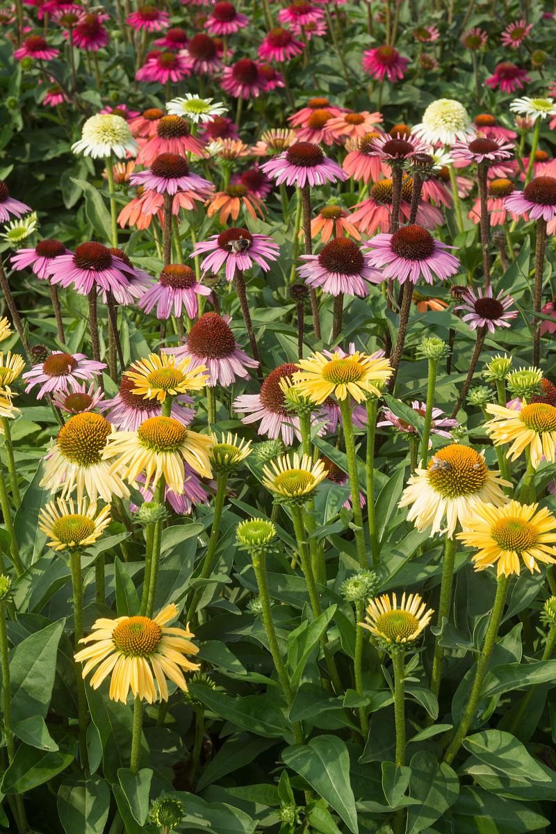 DeVroomen Echinacea Mix 4/pk - Image 3