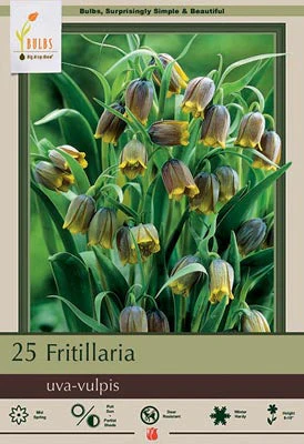 Fritillaria Ulva-Vulpis Fox's Grape Bulbs 20 Pack