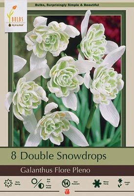 Galanthus Flore Pleno Bulbs 7/Pack