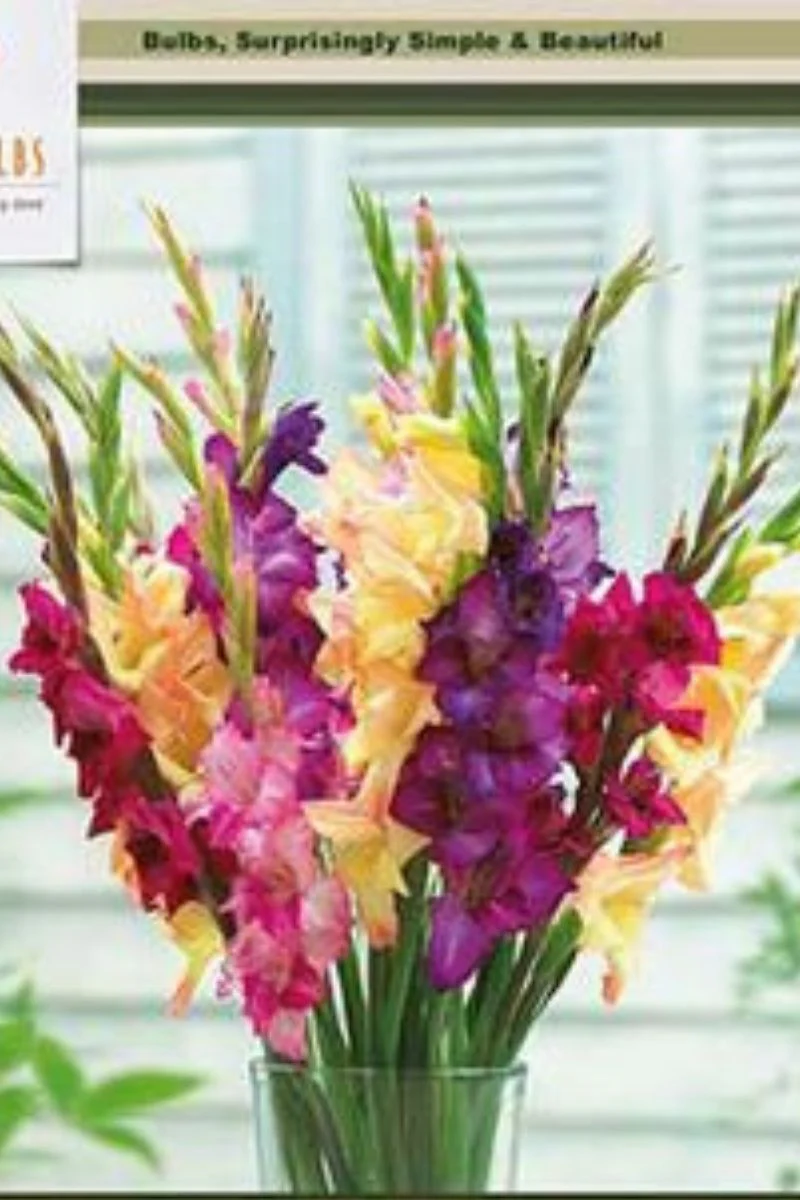 Gladiolus Large Flowering Mardi Gras Mixture 10 Pack