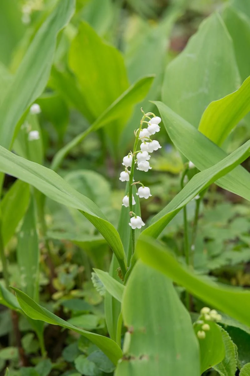 DeVroomen Convallari Lily of the Valley 10/pk - Image 2