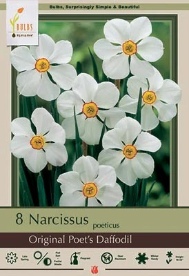 Narcissus Original Poet's Daffodil Bulbs 7/Pack