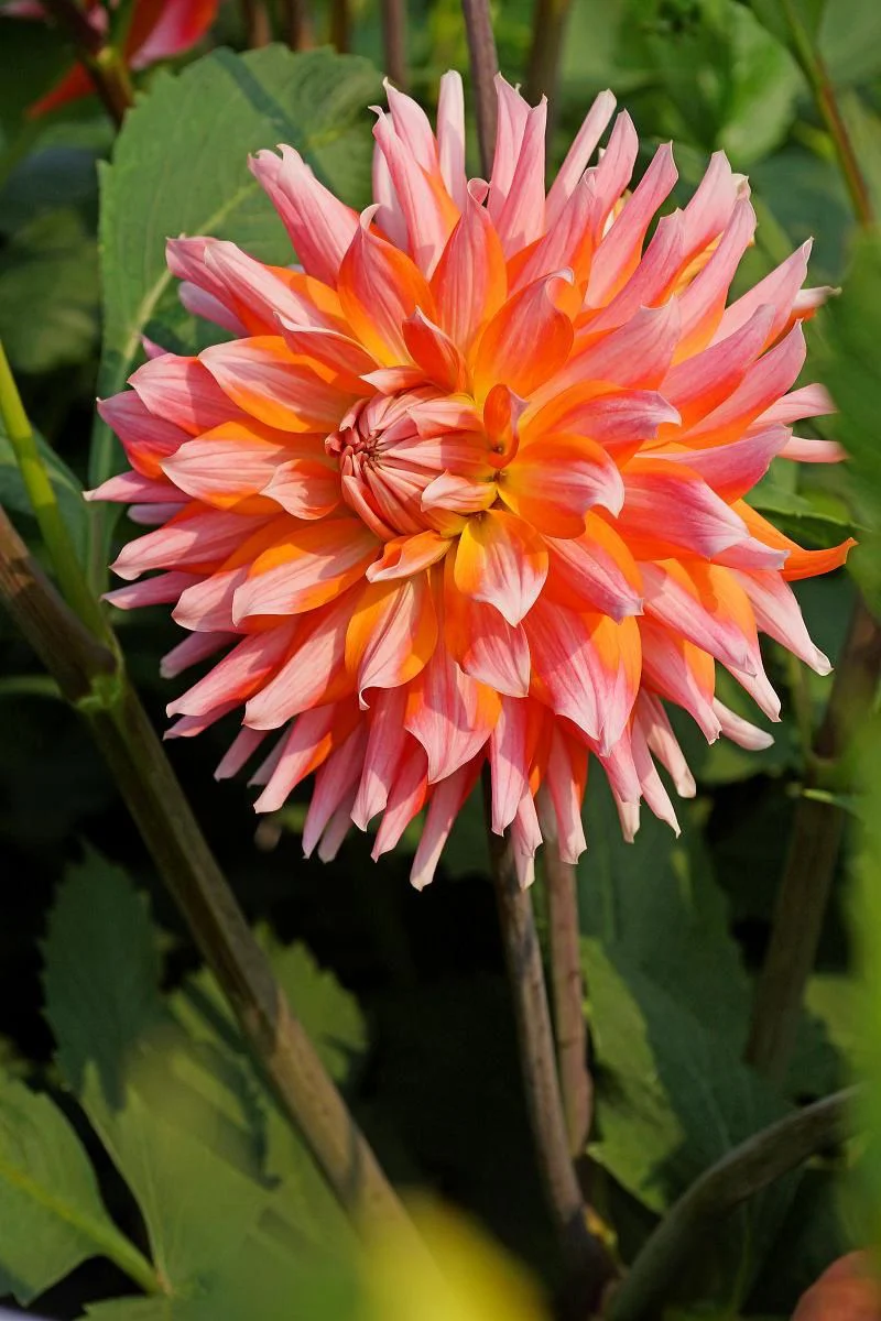 DeVroomen Dahlia Orange Turmoil 1/pk - Image 2