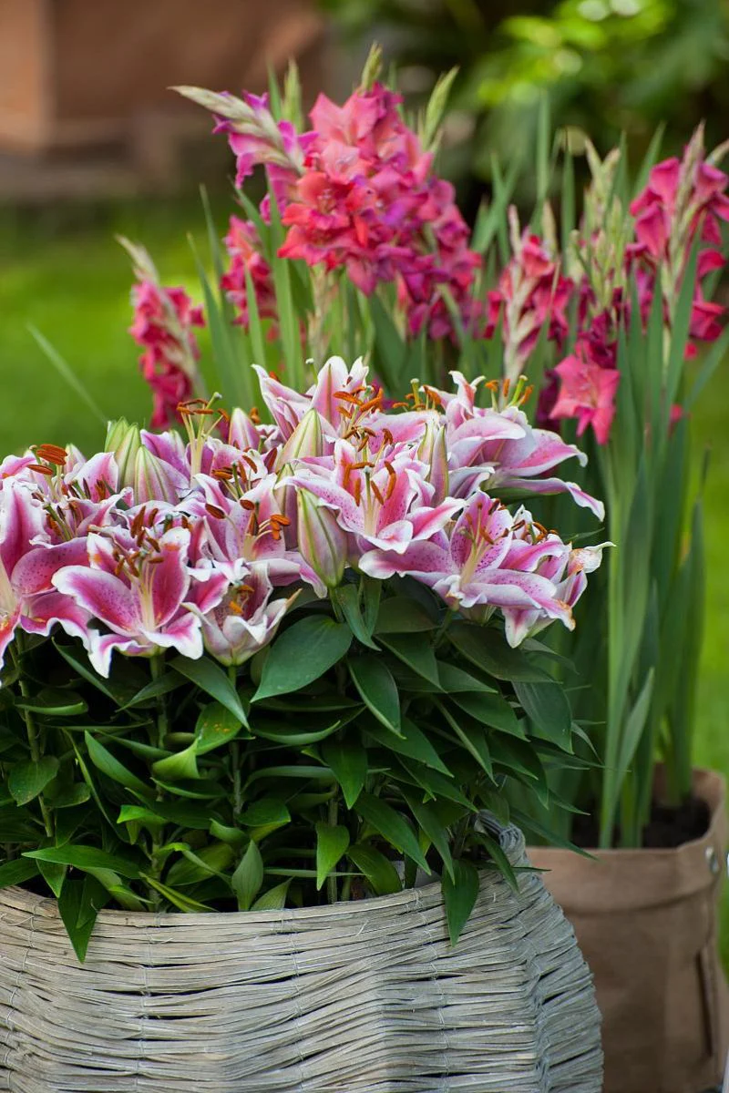 DeVroomen Lilium Star Gazer 2/pk - Image 2