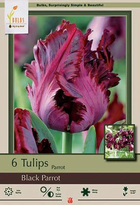 Black Parrot Tulip Bulbs 7/Pack