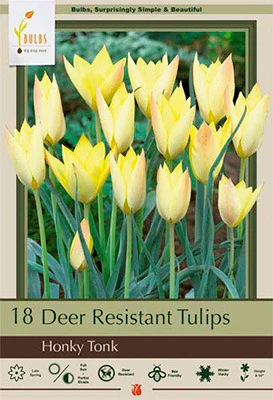 Honky Tonk Tulip Bulbs 15 Pack
