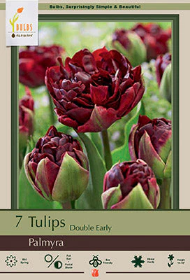 Palmyra Tulip Bulbs 7 Pack
