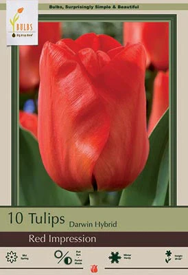 Red Impression Tulip Bulbs 7 Pack