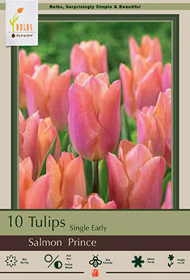Salmon Prince Tulip Bulbs 7 Pack