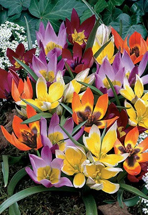 Wildflower Mixture Tulip Bulbs 15/Pack