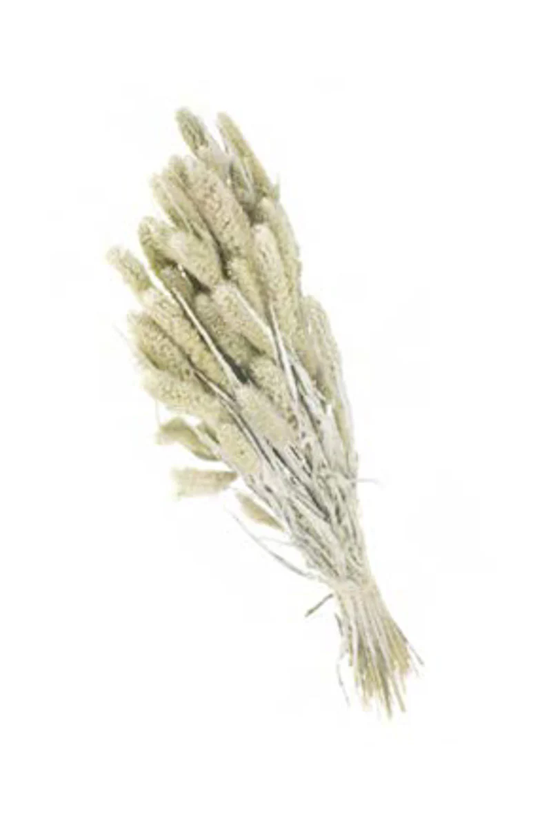 BUNCH SETAREA WHITE MISTY