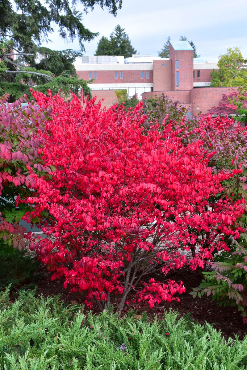 Burning Bush, Compact - Image 2
