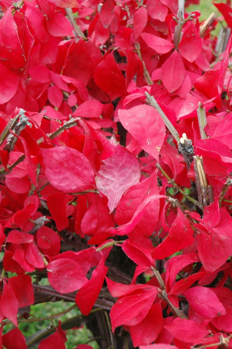 Burning Bush, Compact - Image 3