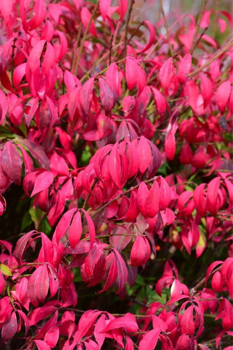 Burning Bush, Little Moses
