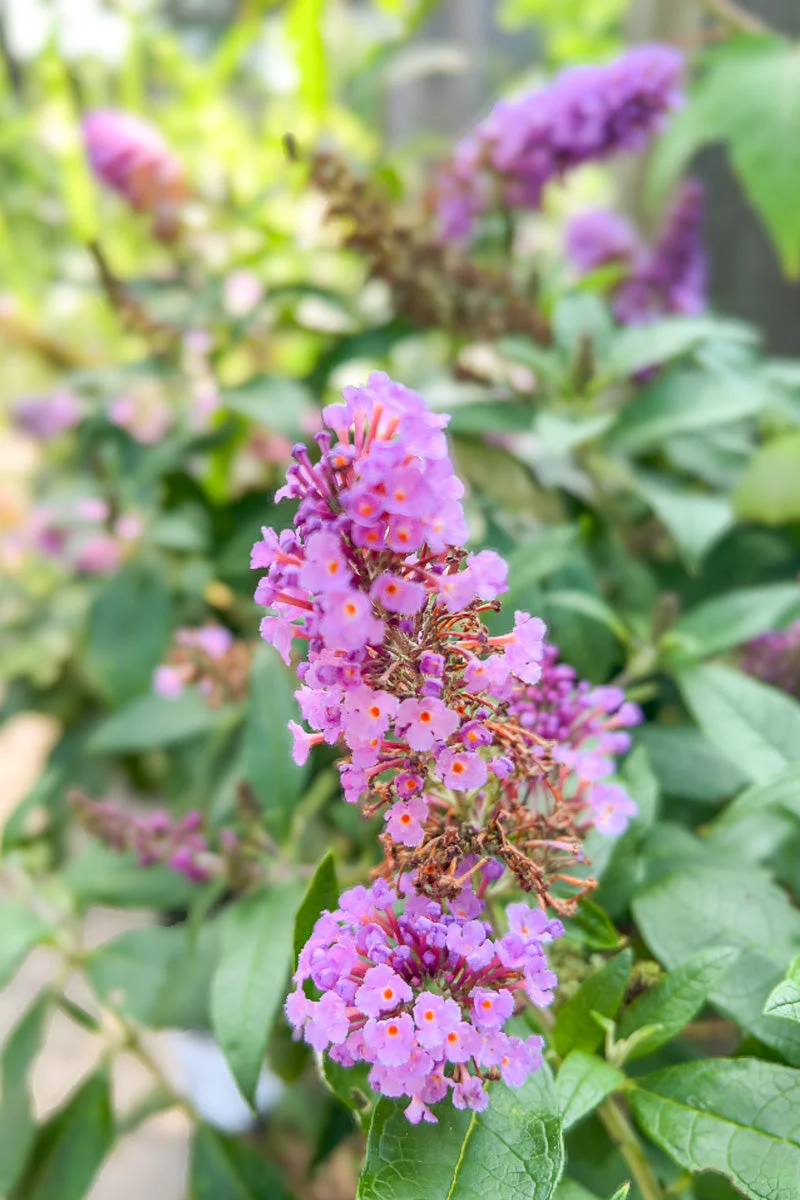 Butterfly Bush, Pugster Amethyst
