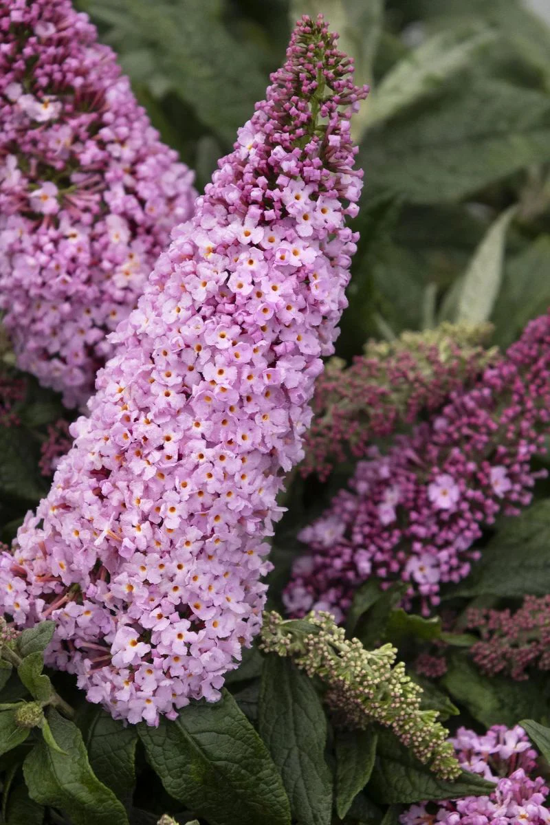 Butterfly Bush, Pugster Pinker - Image 2