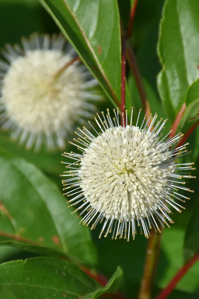 Button Bush, Magical Moonlight