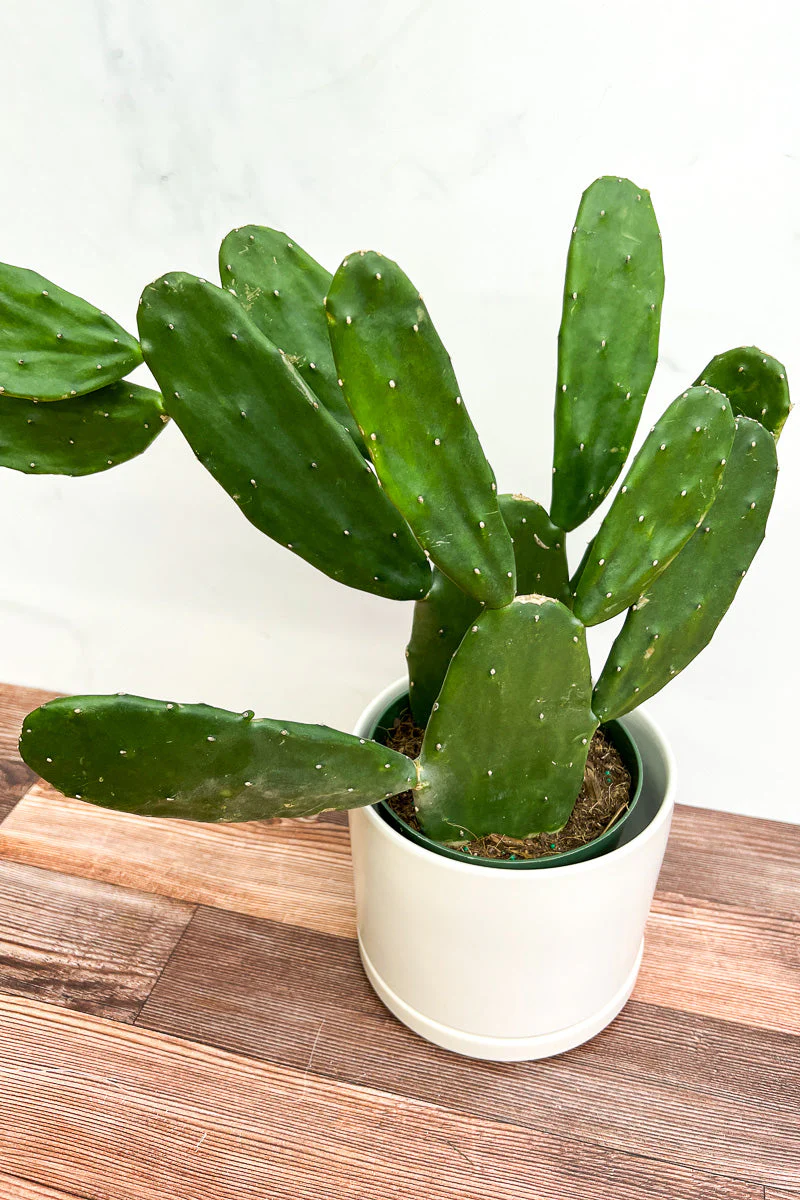 Cactus, Opuntia 6" - Image 2