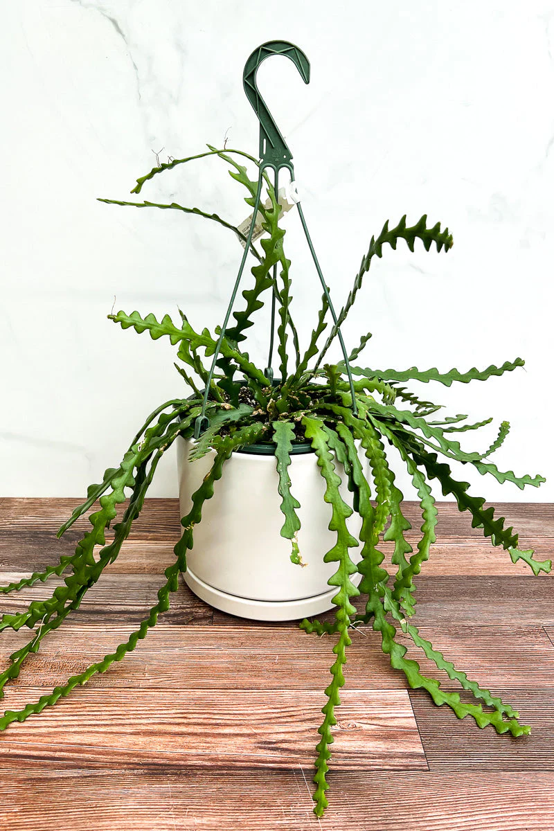 Cactus, Ric Rac 8" Hanging Basket - Image 2