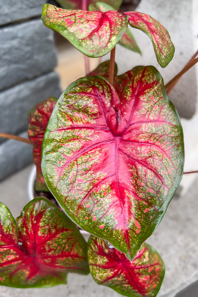 Caladium, Radiance (Sun) - Image 2