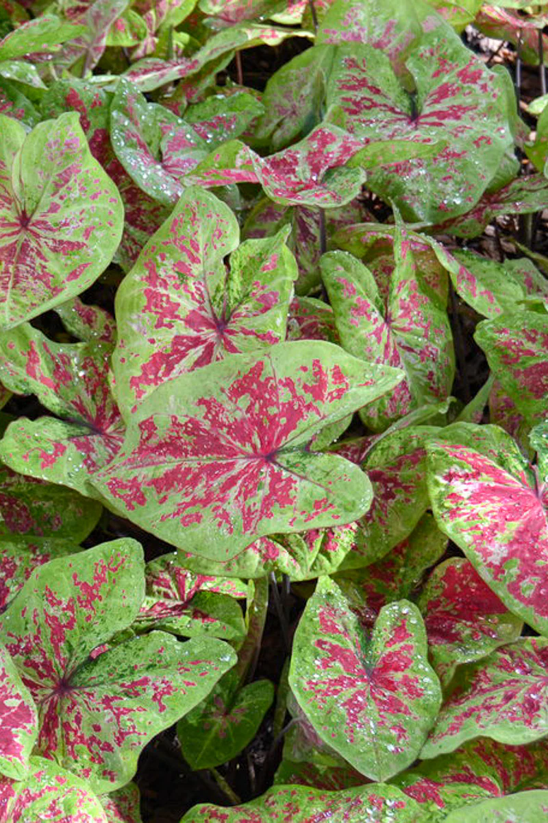 Caladium, Raspberry Moon