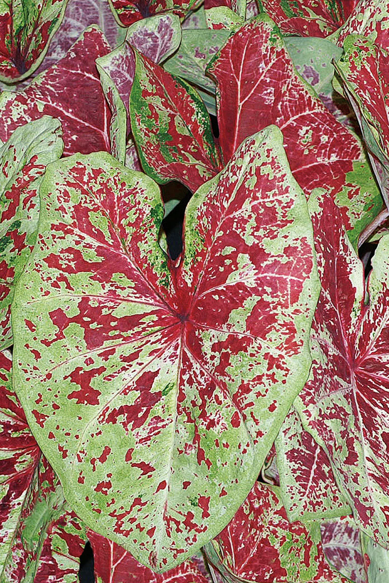 Caladium, Raspberry Moon - Image 2