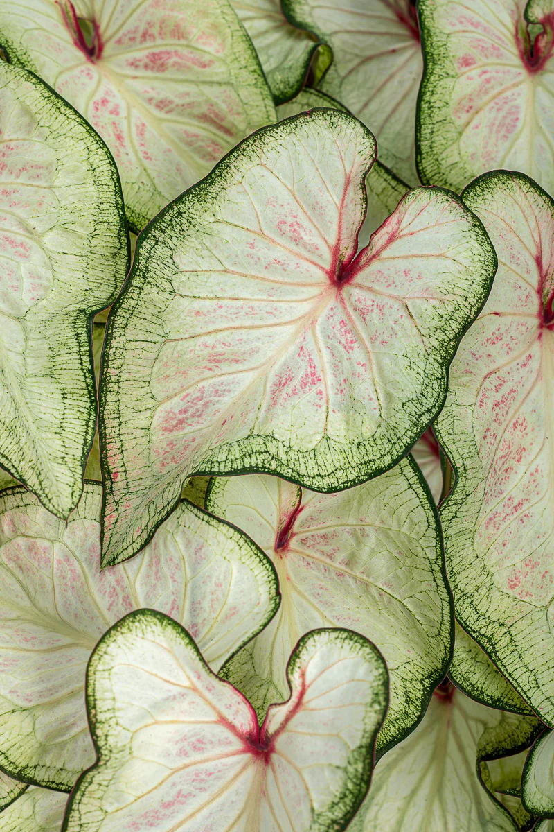 Caladium, White Wonder - Image 2