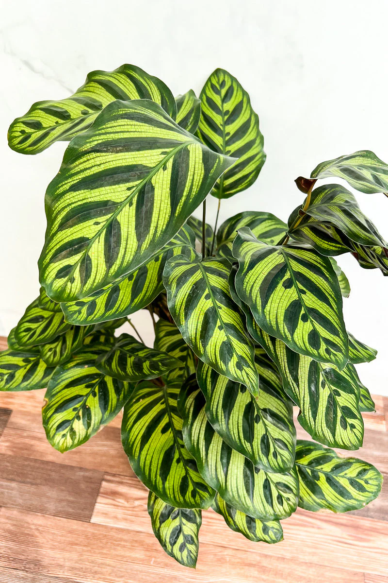 Calathea, Makoyana 8" - Image 2