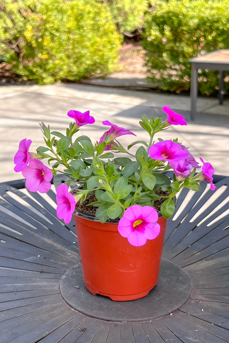 Calibrachoa, Hot Pink - Image 2