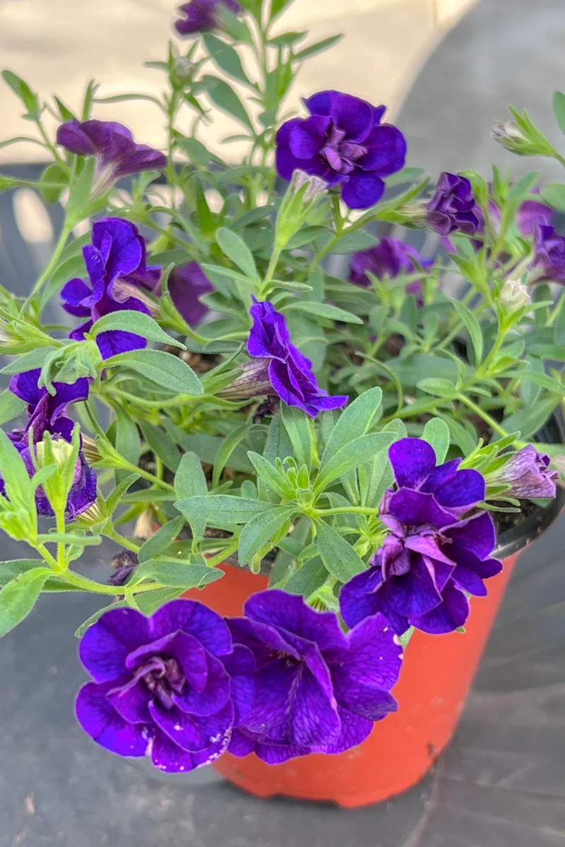 Calibrachoa, Mf Uno Dark Blue